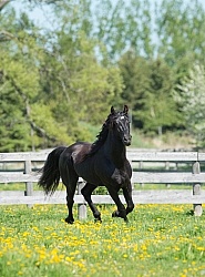 Rocky Mountain Stallion Free Running, Bonnie View Farms Jedi Kni