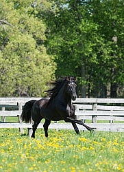 Rocky Mountain Stallion Free Running, Bonnie View Farms Jedi Kni