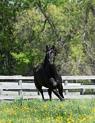 Rocky Mountain Stallion Free Running, Bonnie View Farms Jedi Kni