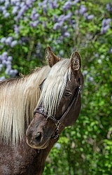 Rocky Mountain Horse Portrait, Bonnie View Farms