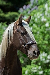 Rocky Mountain Horse Portrait, Bonnie View Farms