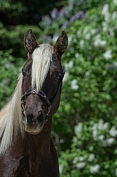 Rocky Mountain Horse Portrait, Bonnie View Farms