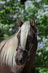 Rocky Mountain Horse Portrait, Bonnie View Farms
