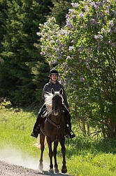 Rocky Mountain Horse on the Trail,Bonnie View Farms Tribute Kidd Rocky Mountain Horse on the Trail,Bonnie View Farms Tribute Kidd