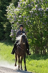 Rocky Mountain Horse on the Trail,Bonnie View Farms Tribute Kidd Rocky Mountain Horse on the Trail,Bonnie View Farms Tribute Kidd