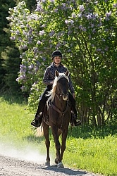 Rocky Mountain Horse on the Trail,Bonnie View Farms Tribute Kidd Rocky Mountain Horse on the Trail,Bonnie View Farms Tribute Kidd