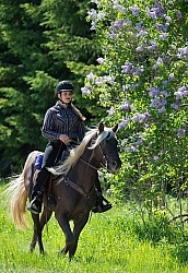 Rocky Mountain Horse on the Trail,Bonnie View Farms Tribute Kidd Rocky Mountain Horse on the Trail,Bonnie View Farms Tribute Kidd