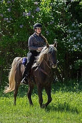 Rocky Mountain Horse on the Trail,Bonnie View Farms Tribute Kidd Rocky Mountain Horse on the Trail,Bonnie View Farms Tribute Kidd