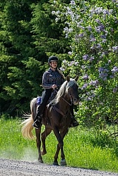 Rocky Mountain Horse on the Trail,Bonnie View Farms Tribute Kidd Rocky Mountain Horse on the Trail,Bonnie View Farms Tribute Kidd