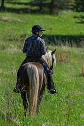 Rocky Mountain Horse on the Trail,Bonnie View Farms Tribute Kidd Rocky Mountain Horse on the Trail,Bonnie View Farms Tribute Kidd