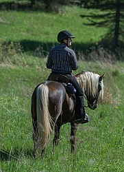 Rocky Mountain Horse on the Trail,Bonnie View Farms Tribute Kidd Rocky Mountain Horse on the Trail,Bonnie View Farms Tribute Kidd