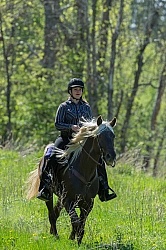 Rocky Mountain Horse on the Trail,Bonnie View Farms Tribute Kidd Rocky Mountain Horse on the Trail,Bonnie View Farms Tribute Kidd
