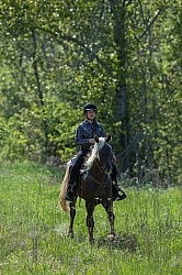 Rocky Mountain Horse on the Trail,Bonnie View Farms Tribute Kidd Rocky Mountain Horse on the Trail,Bonnie View Farms Tribute Kidd