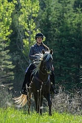 Rocky Mountain Horse on the Trail,Bonnie View Farms Tribute Kidd Rocky Mountain Horse on the Trail,Bonnie View Farms Tribute Kidd