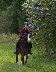 Rocky Mountain Horse on the Trail,Bonnie View Farms Miss Bonnie