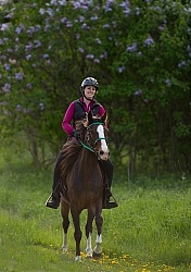 Rocky Mountain Horse on the Trail,Bonnie View Farms Miss Bonnie