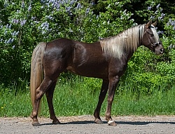 Rocky Mountain Horse Conformation, Bonnie View Farms Tribute Kid