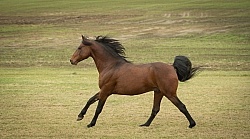 Morgan Free Running Morgan Free Running, Stallion, Country Rose Time Bandit,Kavanaugh Training Stable