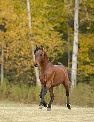 Morgan Free Running Morgan Free Running, Stallion, Country Rose Time Bandit,Kavanaugh Training Stable