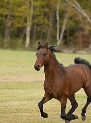 Morgan Free Running Morgan Free Running, Stallion, Country Rose Time Bandit,Kavanaugh Training Stable
