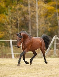 Morgan Free Running Morgan Free Running, Stallion, Country Rose Time Bandit,Kavanaugh Training Stable