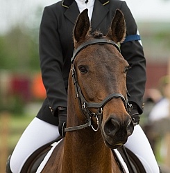 Morgan Quarter Horse Cross Cornerstone Short Course Event