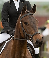Morgan Quarter Horse Cross Cornerstone Short Course Event