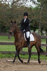 Morgan Quarter Horse Cross Cornerstone Short Course Event