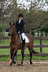 Morgan Quarter Horse Cross Cornerstone Short Course Event