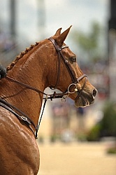 English Bridle
