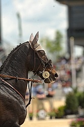 English Bridle
