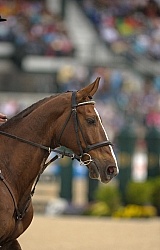 English Bridle