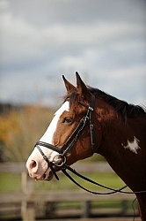 English Bridle