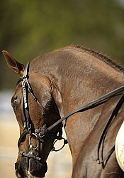 English Bridle