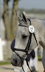English Bridle