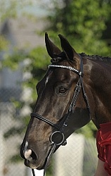 English Bridle