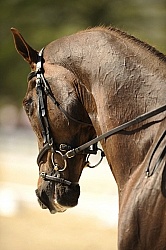 English Bridle