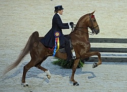 Alltech WEG Opening Ceremonies Saddle Seat 