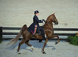 Alltech WEG Opening Ceremonies Saddle Seat 