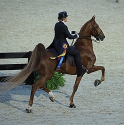 Alltech WEG Opening Ceremonies Saddle Seat 