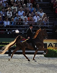 Alltech WEG Opening Ceremonies Saddle Seat 