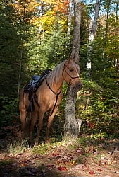 Trail Riding General Fall