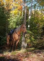 Trail Riding General Fall