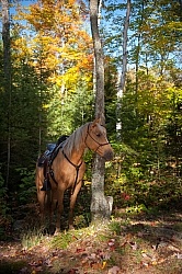Trail Riding General Fall