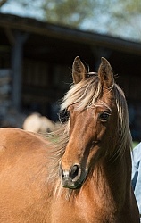 Tennessee Walker Portrait