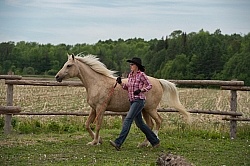 Natural Horsemanship through Obstacles