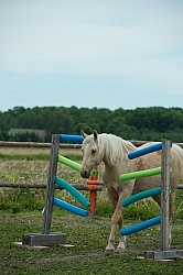 Natural Horsemanship through Obstacles