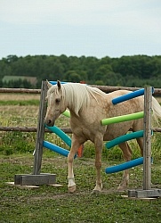 Natural Horsemanship through Obstacles