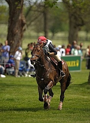 Kelly Prasther and Ballinakill Glory  Equine Athlete