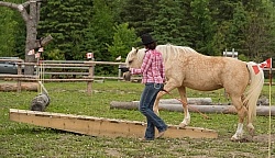 Natural Horsemanship through Obstacles